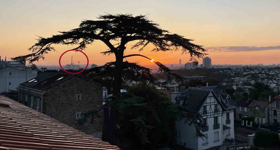 The Cedre Imperial de Meudon at sunset, July 6 2023